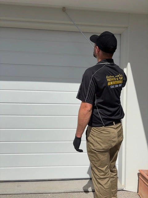 Wasp-nest-removal-brisbane