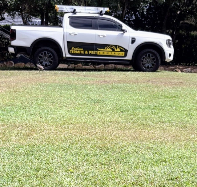 lawn-grub-pest-control-brisbane
